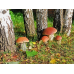Мицелий Белого гриба березового (Boletus betulicola)